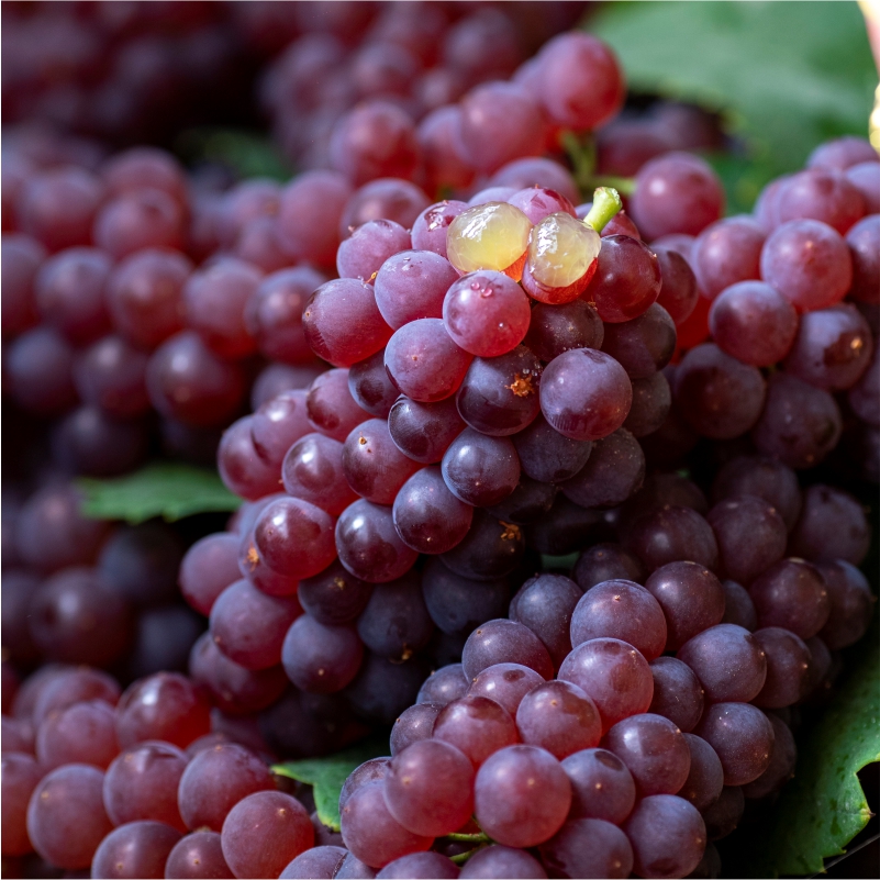 当季鲜果抢鲜尝 现摘现发 冷链配送 红珍珠葡萄5斤装