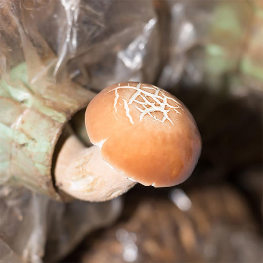 【吉顺号食品】-小米地 姬松茸 云南特产菌菇干货 鲜香可口适合煲汤 100g纸盒装 商品图2