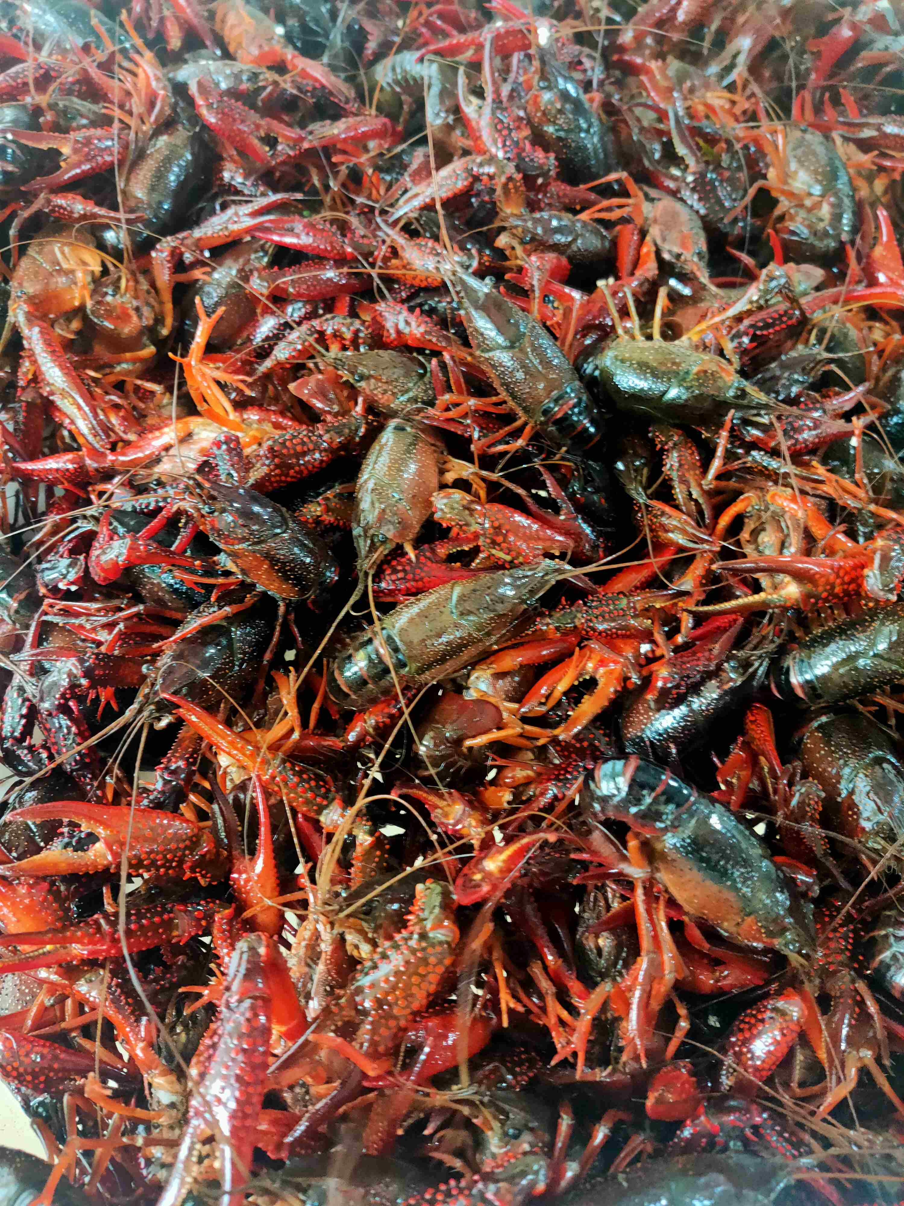 大号小龙虾，1斤13一16只适合做，口味虾