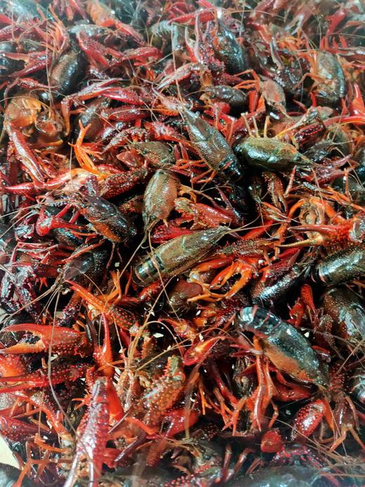 大号小龙虾，1斤13一16只适合做，口味虾 商品图0