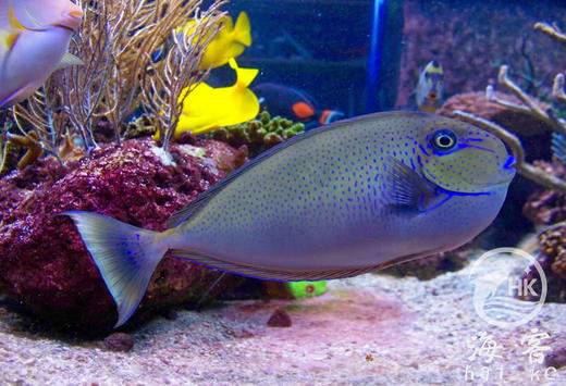 蓝点吊 商品图1