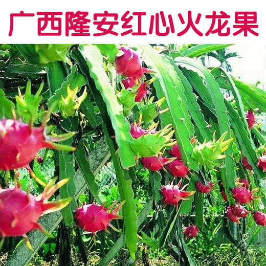 【圳品】广西隆安优质红心火龙果5斤（中大果）新鲜采摘【定点扶贫促销】 商品图1