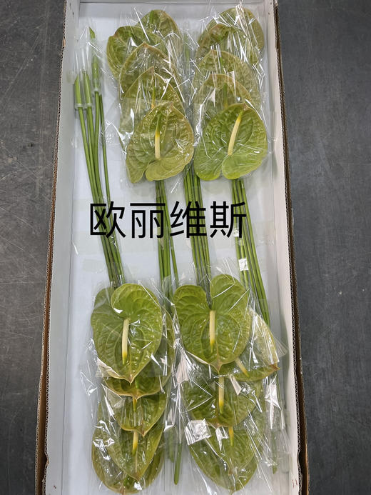 【绿光彩掌】欧丽维斯，芥末绿 商品图4