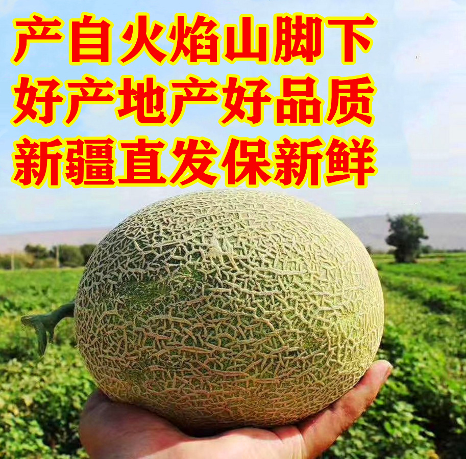 新疆哈密瓜吐鲁番火焰蜜瓜 西州蜜25号