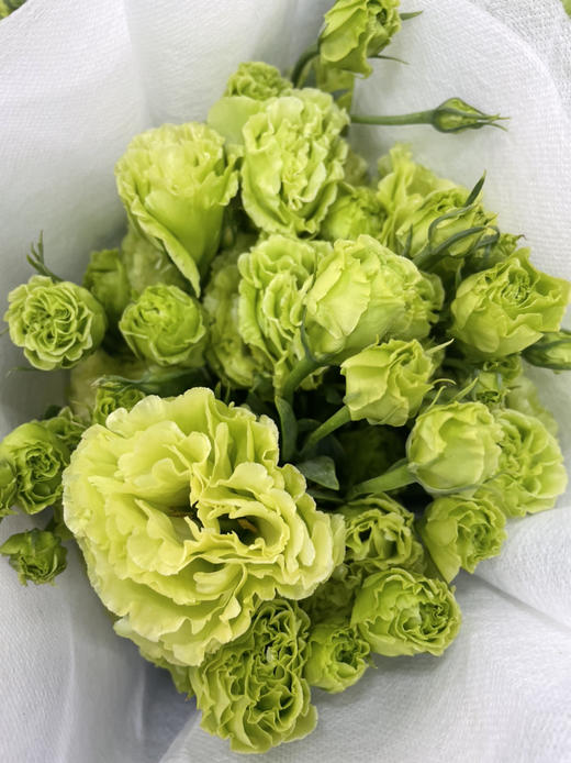 【洋桔梗】-翠绿色，若干枝/扎 商品图1