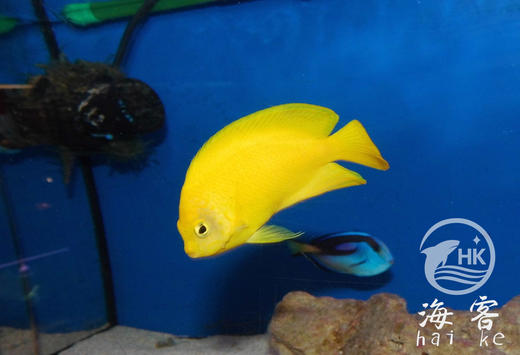 黄新娘 商品图1