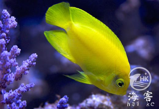 黄新娘 商品图3