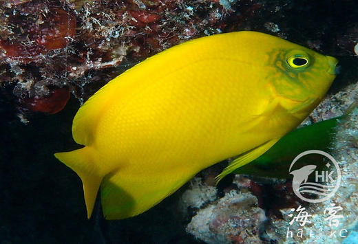 黄新娘 商品图0