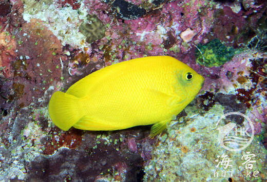 黄新娘 商品图4