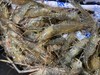 【周四到】德清河虾 200克以上（全部鲜活打包 但包鲜不包活） 商品缩略图1