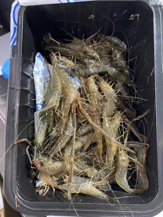 【周四到】德清河虾 200克以上（全部鲜活打包 但包鲜不包活） 商品图2