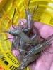 【周四到】德清河虾 200克以上（全部鲜活打包 但包鲜不包活） 商品缩略图0