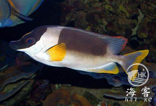 七彩狐狸 商品图2