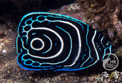 皇后幼鱼-蓝圈 商品图2