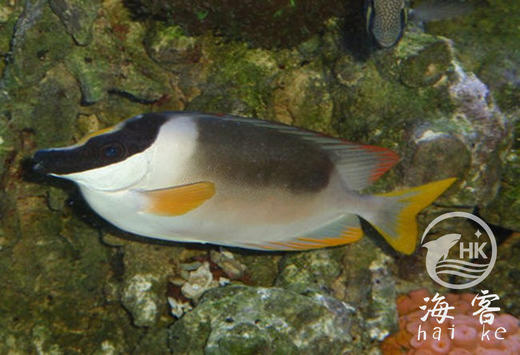 七彩狐狸 商品图0