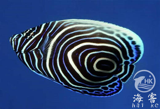 皇后幼鱼-蓝圈 商品图1