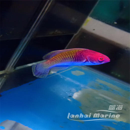 红头仙子龙 商品图2