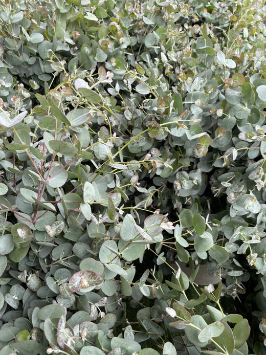 【南粤推荐】尤加利叶（小苹果叶 ） 多分叉/扎 商品图6