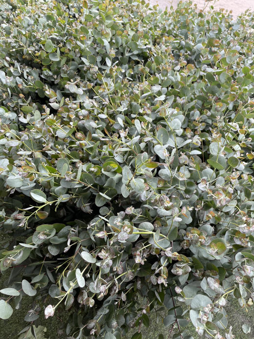 【南粤推荐】尤加利叶（小苹果叶 ） 多分叉/扎 商品图5