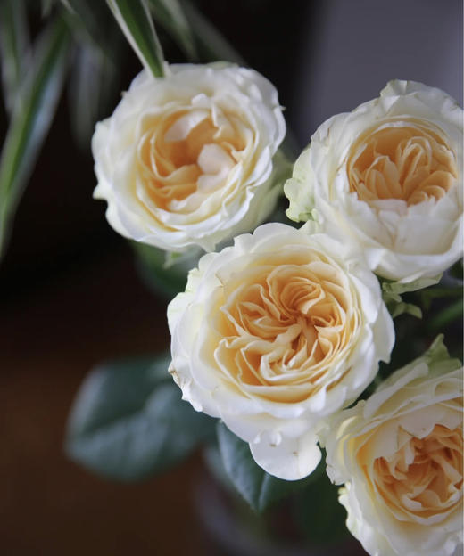 【秒杀福利】奶油杯  20枝 商品图5