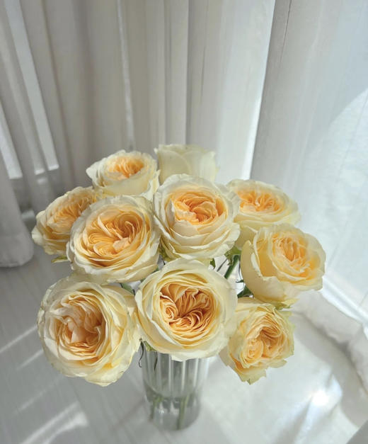 【秒杀福利】奶油杯  20枝 商品图0