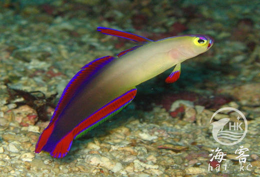 马代紫雷达 商品图0