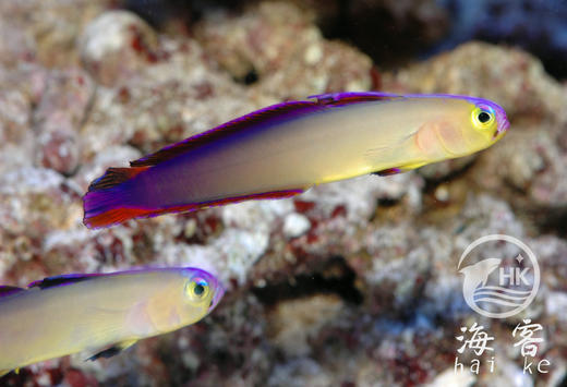 马代紫雷达 商品图1