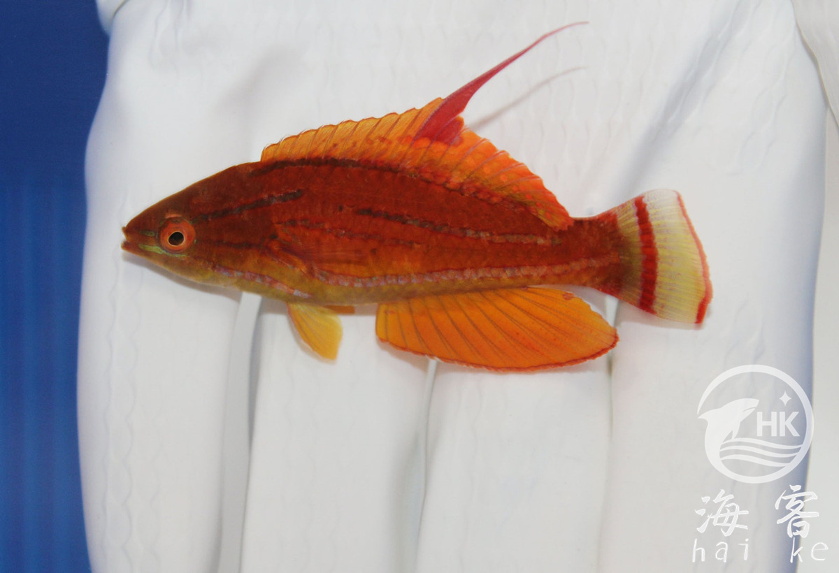 快闪龙（幻彩）