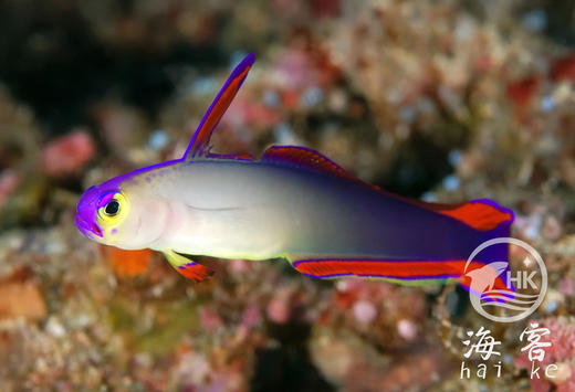 马代紫雷达 商品图2