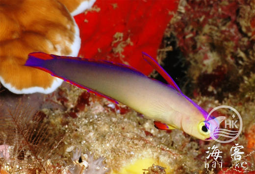 马代紫雷达 商品图3