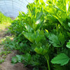 生态山西西芹| 合作生产 * Eco-celery | Partner Production 商品缩略图1