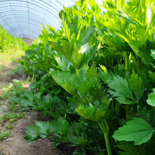 生态山西西芹| 合作生产 * Eco-celery | Partner Production 商品图1