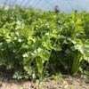 生态山西西芹| 合作生产 * Eco-celery | Partner Production 商品缩略图3