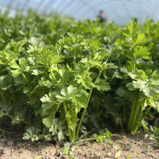 生态山西西芹| 合作生产 * Eco-celery | Partner Production 商品图3