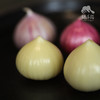 生态紫皮蒜头（干蒜）| 合作生产*Ecological purple-skinned garlic bulb| Partner Production 商品缩略图1