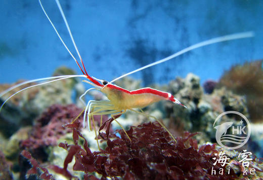 印尼医生虾 商品图1