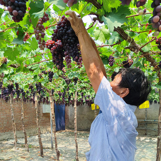 现摘玫瑰香葡萄 无籽葡萄  甜蜜多汁  新鲜水果 500g/份 拍2份包邮 商品图4