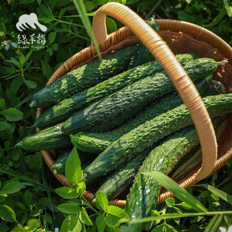 生态青瓜 | 绿家自产* Eco-cucumber | Self-production