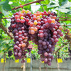 现摘玫瑰香葡萄 无籽葡萄  甜蜜多汁  新鲜水果 500g/份 拍2份包邮 商品缩略图1