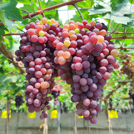 现摘玫瑰香葡萄 无籽葡萄  甜蜜多汁  新鲜水果 500g/份 拍2份包邮 商品图1