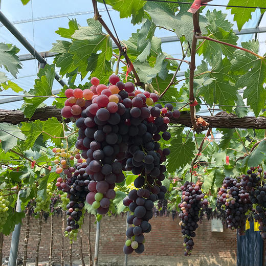 现摘玫瑰香葡萄 无籽葡萄  甜蜜多汁  新鲜水果 500g/份 拍2份包邮 商品图6