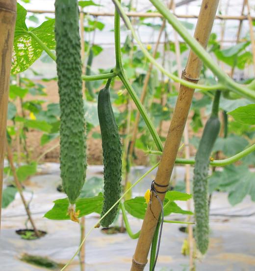 生态青瓜（黄瓜）/水果青瓜（一件包邮） | 绿家自产* Eco-cucumber group-buy | Self-production 商品图3