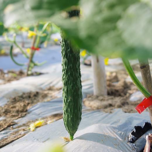 生态青瓜（黄瓜）/水果青瓜（一件包邮） | 绿家自产* Eco-cucumber group-buy | Self-production 商品图1