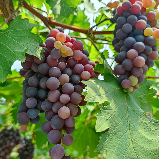 现摘玫瑰香葡萄 无籽葡萄  甜蜜多汁  新鲜水果 500g/份 拍2份包邮 商品图2