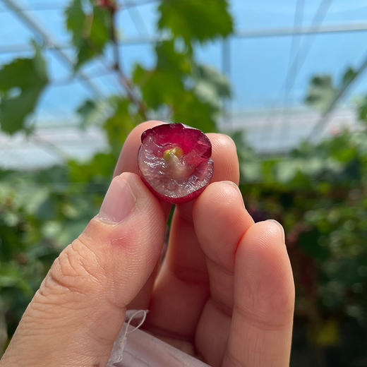 现摘玫瑰香葡萄 无籽葡萄  甜蜜多汁  新鲜水果 500g/份 拍2份包邮 商品图3