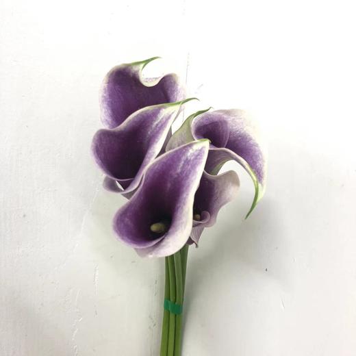 3月31日马蹄莲米罗B级-5支（L农场） 商品图0