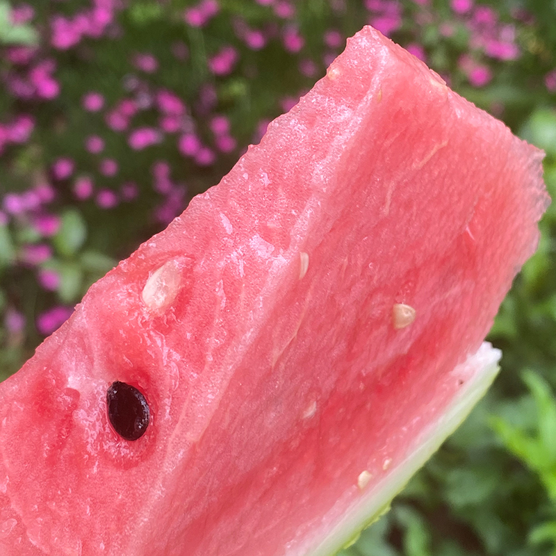 南汇8424有机西瓜  |  早上新到8424太新鲜了一藤一瓜,地里刚采摘的