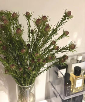 【超常待机】澳洲郁金香  红果  约5支/扎