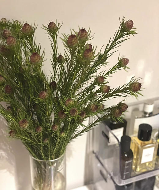 【超常待机】澳洲郁金香  红果  约5支/扎 商品图0