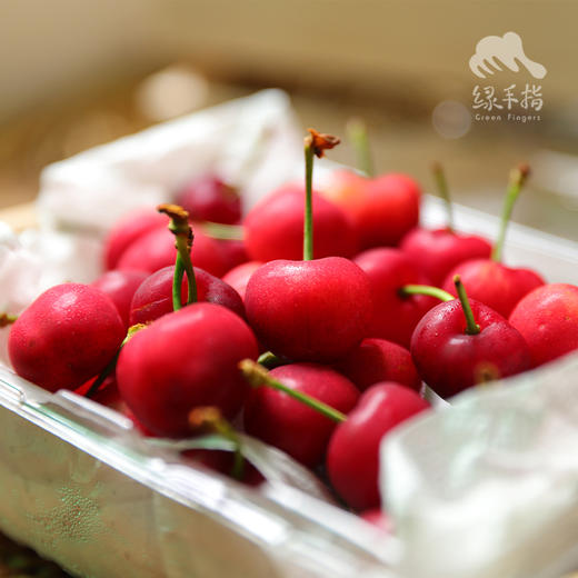 生态四川小金樱桃 |合作生产* Ecological  cherry ｜Partner Production 商品图3